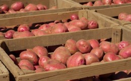 Rules for storing seed potatoes: instructions for preparing seeds and optimal conditions