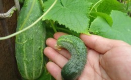 Why do cucumbers grow crooked in a greenhouse and what to do to prevent deformation of the fruit