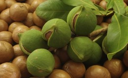 Cómo cultivar nueces de macadamia en casa.