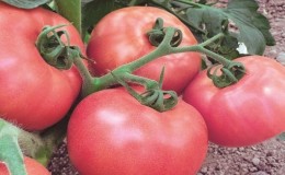 Bersahaja dan mudah dijaga, tetapi pada masa yang sama memanjakan anda dengan hasil tuaian yang banyak, tomato Wind Rose