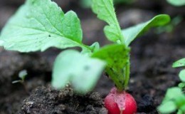 Wat kan er in juli na radijs worden geplant en welke gewassen mogen niet worden geplant