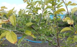 Les feuilles du pommier jaunissent en juin : que faire et pourquoi cela se produit - un guide pour les jardiniers