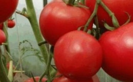 Buah-buahan yang berisi dan manis untuk meja anda - Tomato Gula Pudovich: ciri dan perihalan varieti