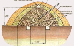 Hogyan kell megfelelően tárolni a burgonyát pince nélkül a földben tavaszig