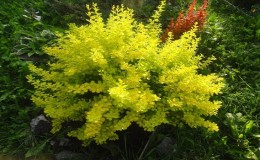 Barberry Thunberg Aurea: descripció i aplicació en el disseny del paisatge