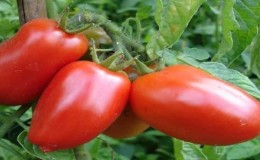 Gabungan kualiti terbaik tomato dalam satu varieti - Tomato merah Dusya: ulasan, foto dan rahsia yang semakin meningkat