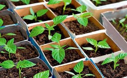 Instruccions pas a pas per cultivar plàntules de pebrot a casa per als cultivadors de verdures principiants