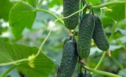 What is good about the Tumi cucumber and why it is worth growing it on your own plot