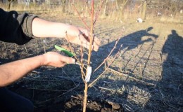 Wie man einen Pfirsich im Frühling richtig schneidet und warum das so wichtig ist