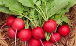 Caring for the Celeste radish hybrid to produce tasty and large fruits