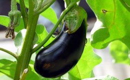 Kailan mag-alis ng mga eggplants mula sa isang bush sa isang greenhouse at bukas na lupa at kung paano iimbak ang pananim