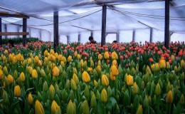 Cách trồng hoa tulip trước ngày 8 tháng 3