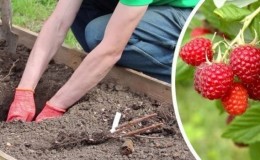 Instruktioner til plantning af hindbær for begyndere gartnere