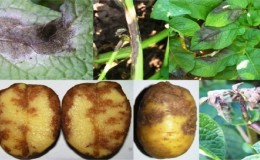 O que é a requeima da batata: descrição da doença e métodos de tratamento