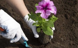 Planting og stell av petunia mens du blomstrer i en potte