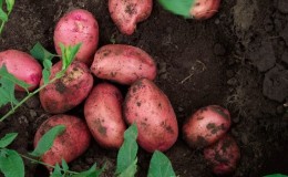 Taste qualities of potatoes: what kind of potato tastes and what does it depend on?