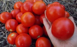 Tomato Yamal, dicintai oleh tukang kebun: kami menanam varieti yang bersahaja tanpa banyak kesukaran