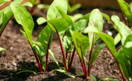 How to properly water beets with salt water - the proportions of the solution and instructions for processing the vegetable for its sugar content