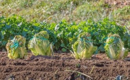 Come coltivare il cavolo cinese in giardino in piena terra e in casa