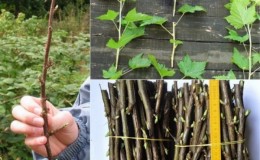 Cómo propagar adecuadamente las grosellas en primavera mediante esquejes para que echen raíces.