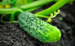 Prolongando o período de frutificação dos pepinos: receitas eficazes para alimentação em agosto