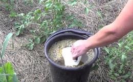 Hvordan, når og hva du skal mate pepper og tomatfrøplanter for å få en rik høst