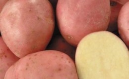 Uma variedade de batata Desiree promissora, despretensiosa e produtiva de criadores holandeses