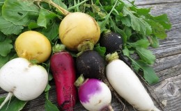 What is the difference between rutabaga and turnip and how to tell them apart