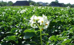 Vad ska man göra om potatisen inte blommar och varför detta händer