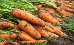 The basics of crop rotation from experienced summer residents: what can be planted after carrots next year