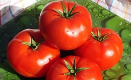 Oversikt over Gardener-tomaten: fordeler og ulemper, vekstforhold og egenskaper til den ferdige avlingen