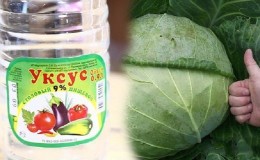 How to properly use cabbage vinegar against pests and how effective this remedy is