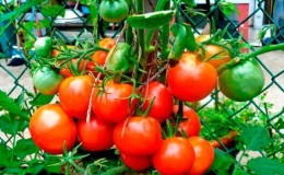 Adakah tomato Lakomka sesuai dengan namanya dan apa yang dikatakan oleh penanam sayur tentang varieti tersebut?