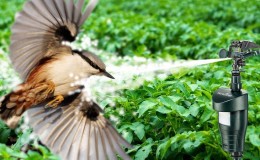 Melindungi penuaian dengan bijak: burung apa yang makan honeysuckle dan bagaimana untuk menakutkan mereka