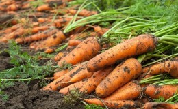 Erntetermine für Karotten in Sibirien: Wann ist die beste Erntezeit?