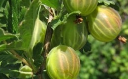 Variedade de groselha verde intermediária Malaquita