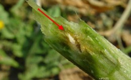 Causas y métodos de tratamiento de la placa negra en las hojas de pepino en invernadero.