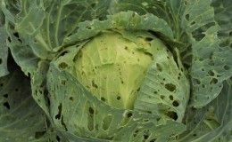 What to do with holes in cabbage leaves