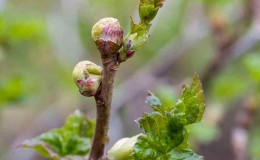 As medidas mais eficazes para combater os ácaros das groselhas na primavera