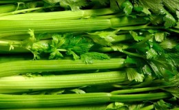 Step-by-step instructions for planting petiole celery for seedlings