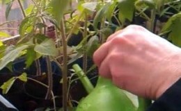 Cara memberi makan kepada anak pokok tomato supaya mempunyai batang yang montok dan cara melakukannya dengan betul