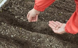 Comment semer correctement le chou avant l'hiver