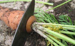 Preserving the harvest correctly: how to trim carrots for winter storage and why this is necessary