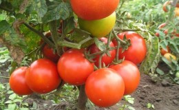 Classement des 15 meilleures variétés de tomates basses pour serres : choisir celle qui convient à tous les paramètres