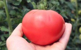 Rahsia menanam dan menjaga tomato