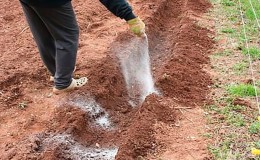 Hvilke typer gjødsel er best å bruke når du planter poteter?