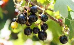 ¿Cuándo comienza a dar fruto la grosella después de la siembra y de qué depende este período?