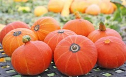 Un híbrido con un sabor original que te sorprenderá gratamente - Calabaza avellana: la cultivamos sin muchos problemas