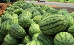 ¿Qué tiene de bueno la sandía Astracán y por qué a los agricultores les encanta tanto?