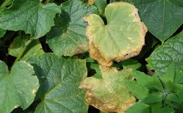 Why do cucumber leaves turn yellow and what to do about it?